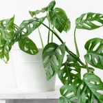la-monstera-non-dovrebbe-essere-coltivata-in-casa-ecco-perche.webp.webp